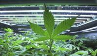 Marijuanas shops