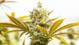 Buy Weed In Phuket Cannabis Delivery Store
