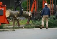 Kitchener Tree Service
