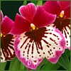 prakash