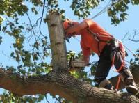 Albany Tree  Service