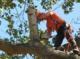 Albany Tree  Service