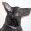 mmdoglover