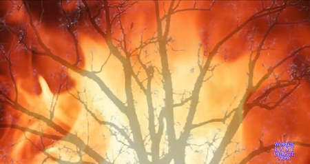 nasusunog na palumpong