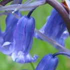 Jacey, United Kingdom