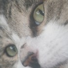 Bluma, United States of America