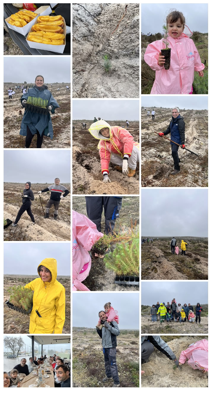 Collage of photos from a rainy tree-planting day in Leiria: people in raincoats and gloves planting small pine seedlings in sandy rows, a toddler holding a seedling, and a group lunch and group photo.