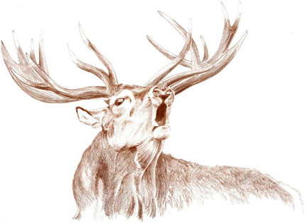 Kirsten Lubach's stag A drawing of a stag in brown, with impressive antlers and an open mouth, head tipped back