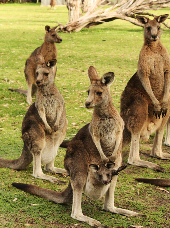 What Is A Baby Kangaroo Called