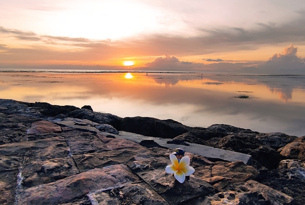A Little Carrier sits on the rocks at the beach, holding a flower, with an orange sunset in the background