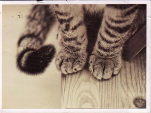 Этот котик полосатый у него четыре лапы