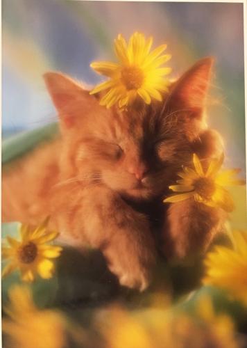 PostCrossing Received from USA - Esther Neela Blog