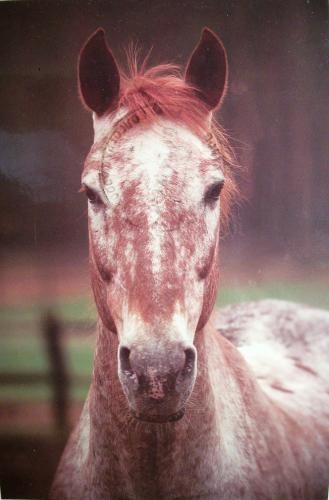 Obrazek
