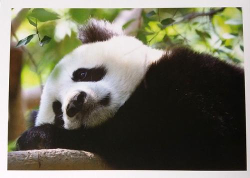 PostCrossing Sent to Malaysia - Esther Neela
