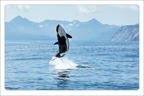 http://s3.amazonaws.com/static2.postcrossing.com/postcard/medium/ebed07089a2939e9824ca53972cdbd08.jpg