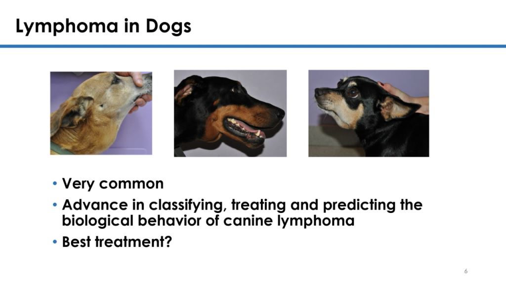 player concurrent session 1 canine lymphoma as a surrogate for canine lymphoma