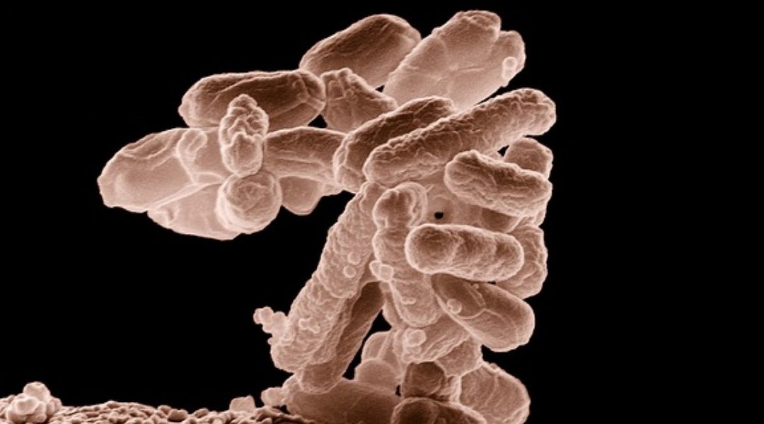 Parkinson’s Risk Increased by Seasonal Flu?