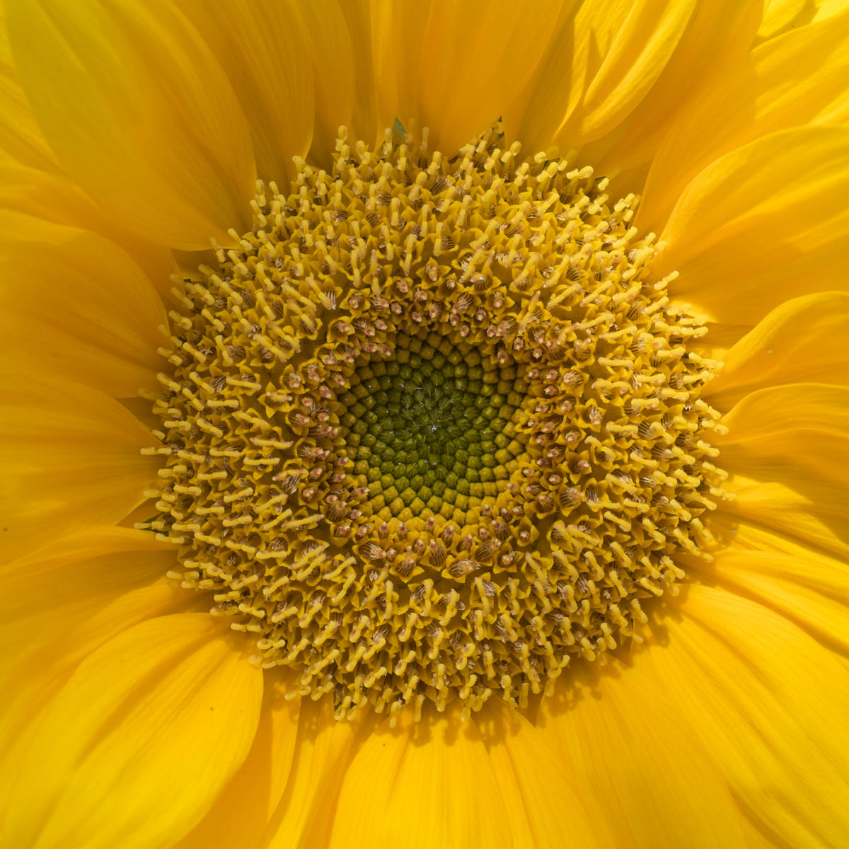 Closeup of sunflower pollen StockFreedom Premium Stock Photography