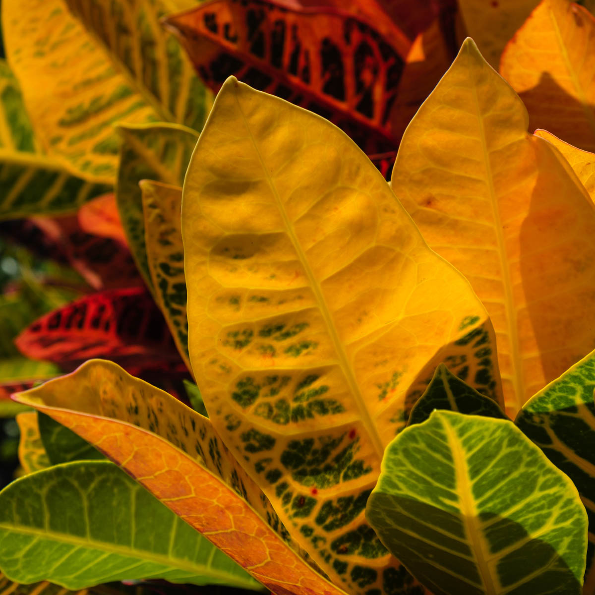 Closeup of Croton plant StockFreedom Premium Stock Photography