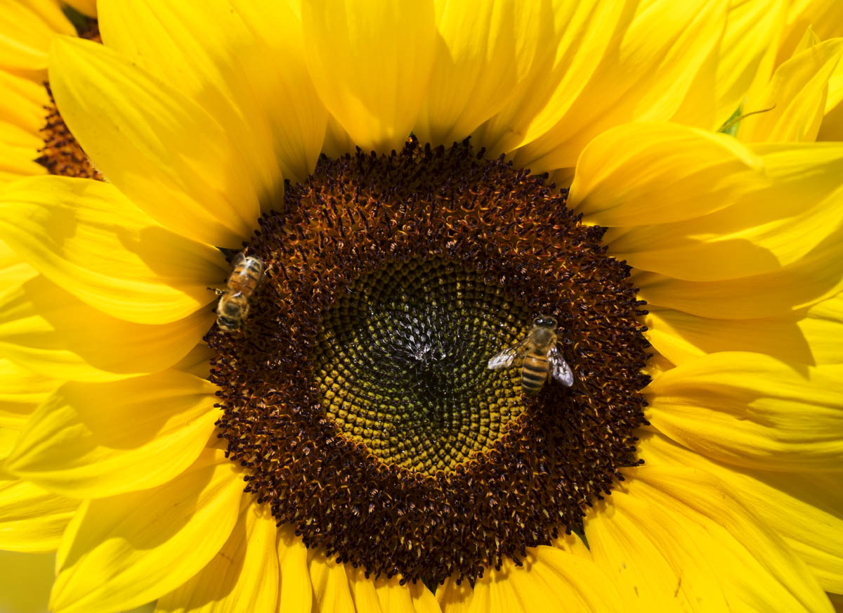 Closeup of honey bees on sunflower pollen StockFreedom Premium