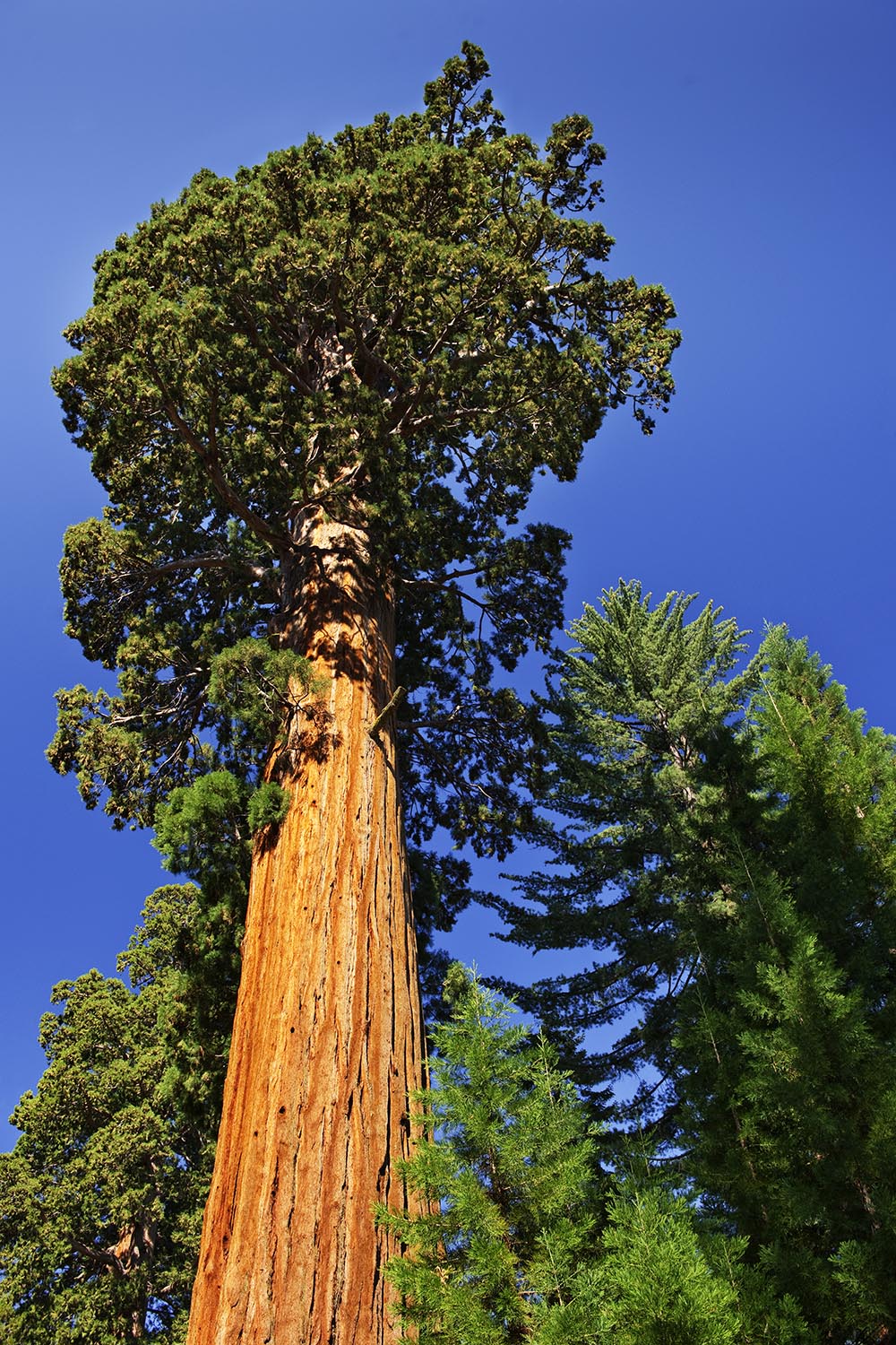 Giant redwood trees in Sequoia National Park, CA StockFreedom