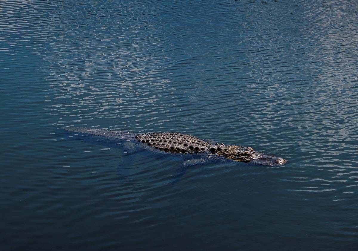 Florida alligator swimming in the Everglades StockFreedom Premium