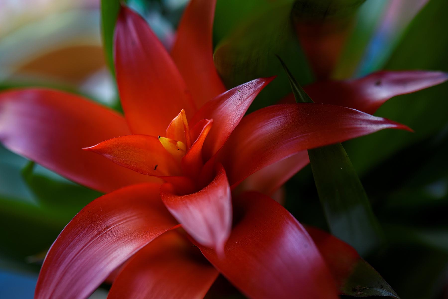 Close up of a red Bromeliad flower - StockFreedom - Premium Stock