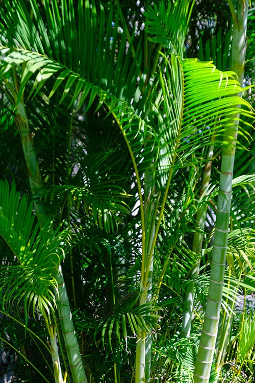 Bamboo plants and palm leaves StockFreedom Premium Stock Photography