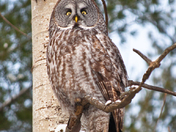Chouette Lapone / Lapland owl