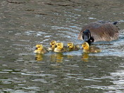 Canadian Babies