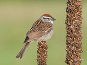 Chipping Sparrow