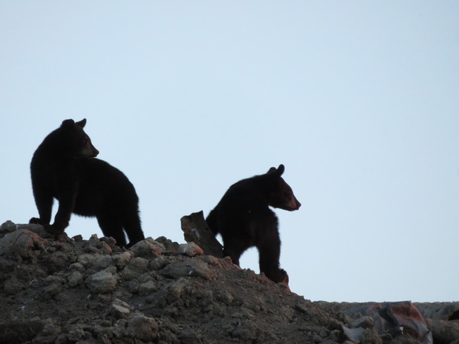 Multi diag office crack for mac