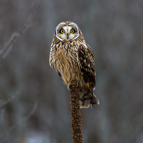Bombay Hook National Wildlife Refuge