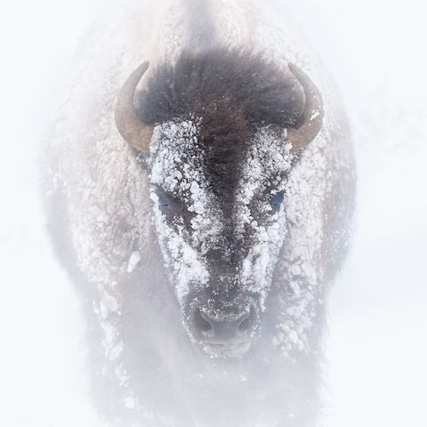 Yellowstone National Park