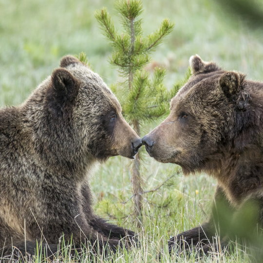 Yellowstone National Park
