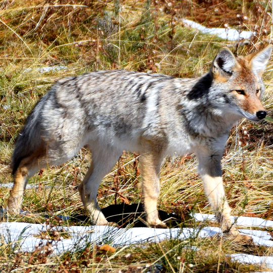 Yellowstone National Park