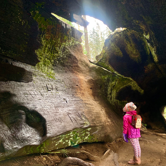 Sequoia & Kings Canyon National Parks 