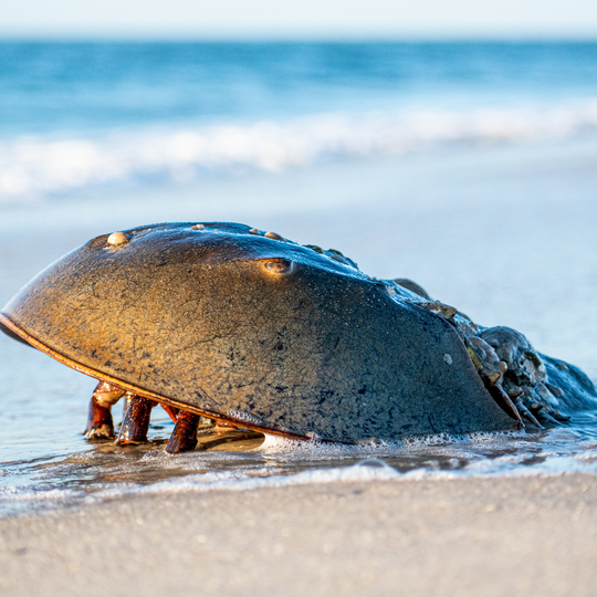 Assateague Island National Seashore