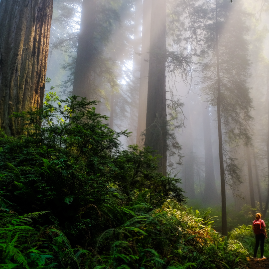 Redwood National and State Parks