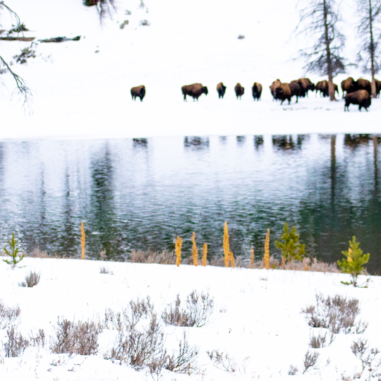 Yellowstone National Park