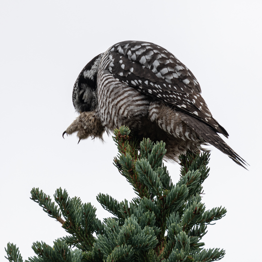 Denali National Park & Preserve 