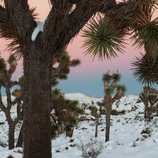 Joshua Tree National Park