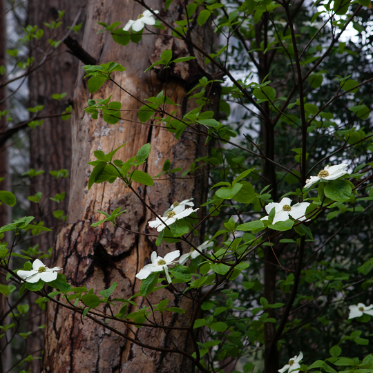Yosemite National Park