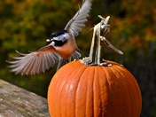 Happy Thanksgiving:)