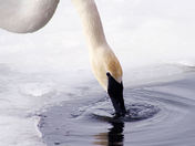 Trumpeter Swan