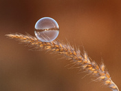 Ephemeral