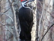 Woodpecker