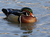 Wood Duck drake