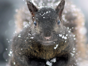 Snowflakes On Whiskers