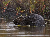 The Great Canadian Algonquin Beaver